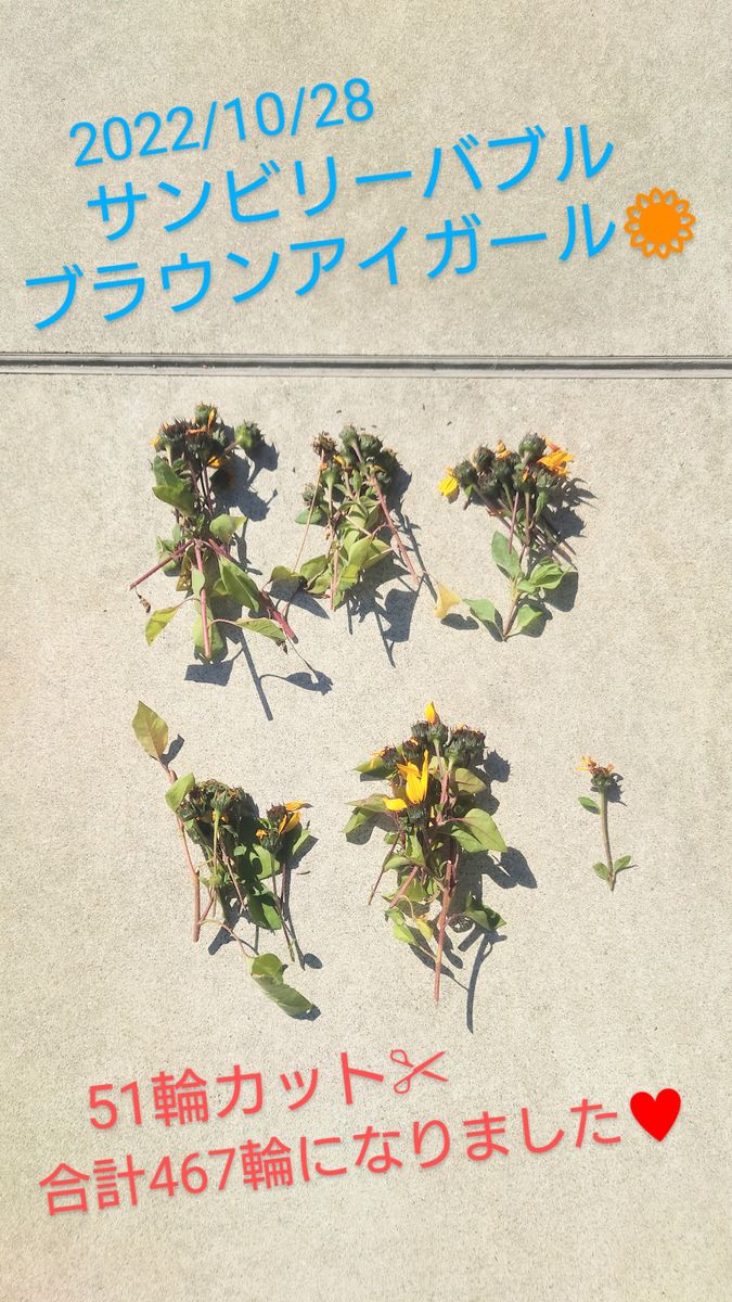 目指せ1000輪ひまわり🌻 467輪😊