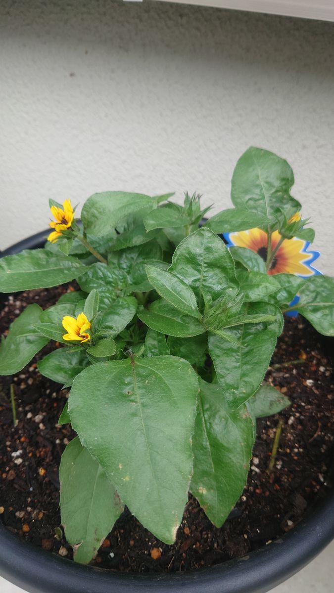 目指せ1000輪ひまわり🌻 植え付け