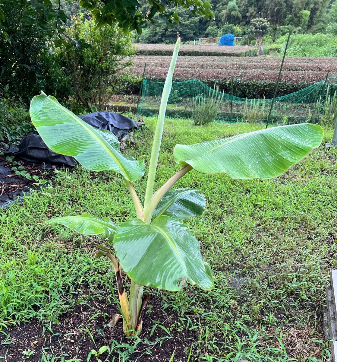 2022〜バナナ栽培にチャレンジ！ 植えて二ヶ月