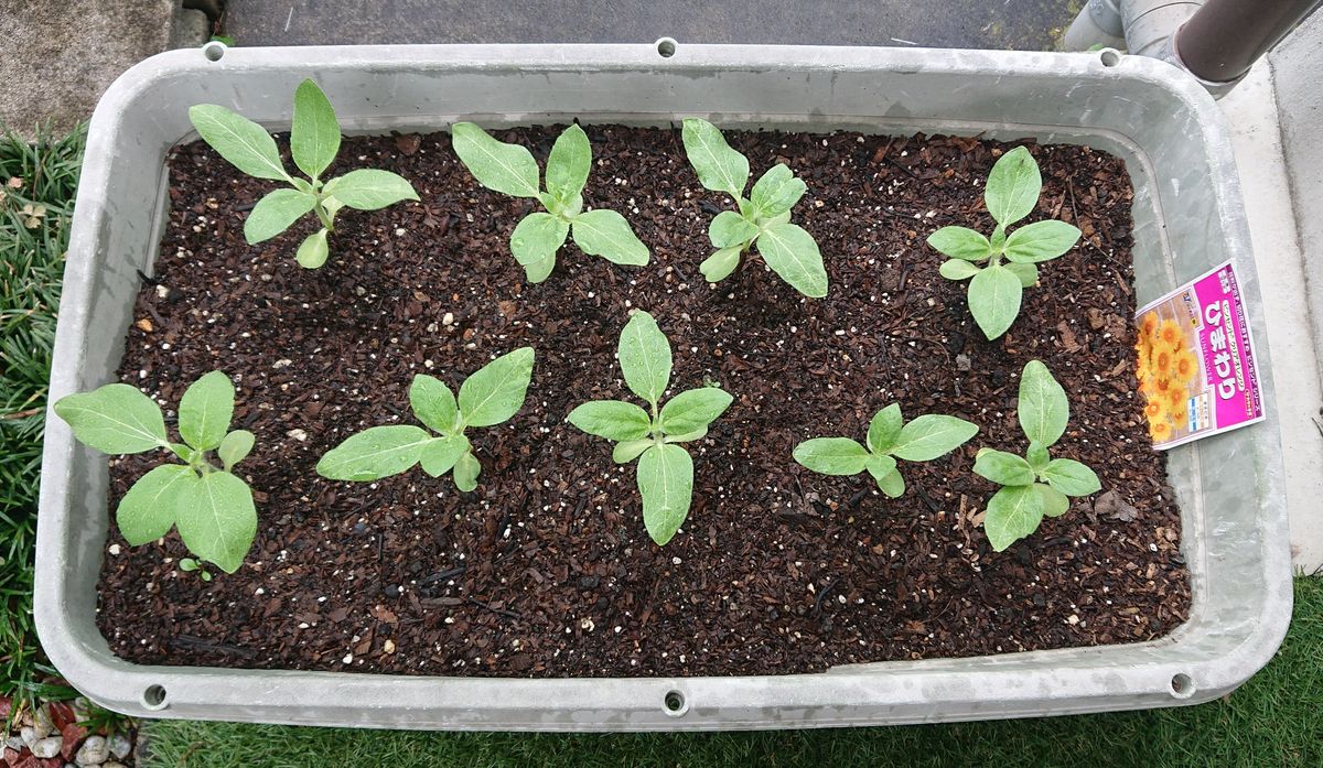 切り花にもなるひまわり🌻 22/7/4 定植その2