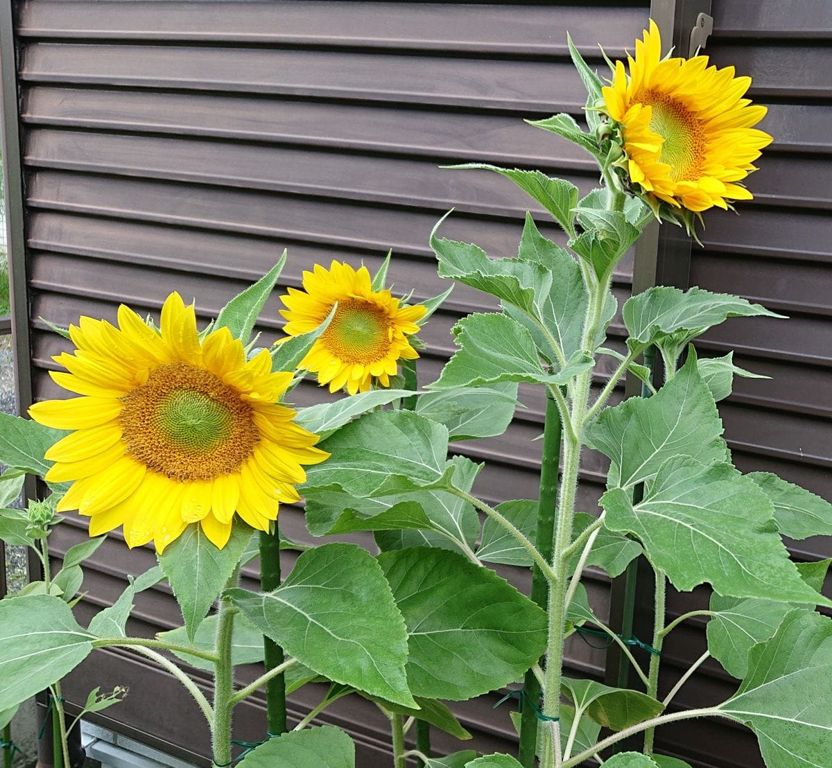 切り花にもなるひまわり🌻 22/8/13 いい感じです