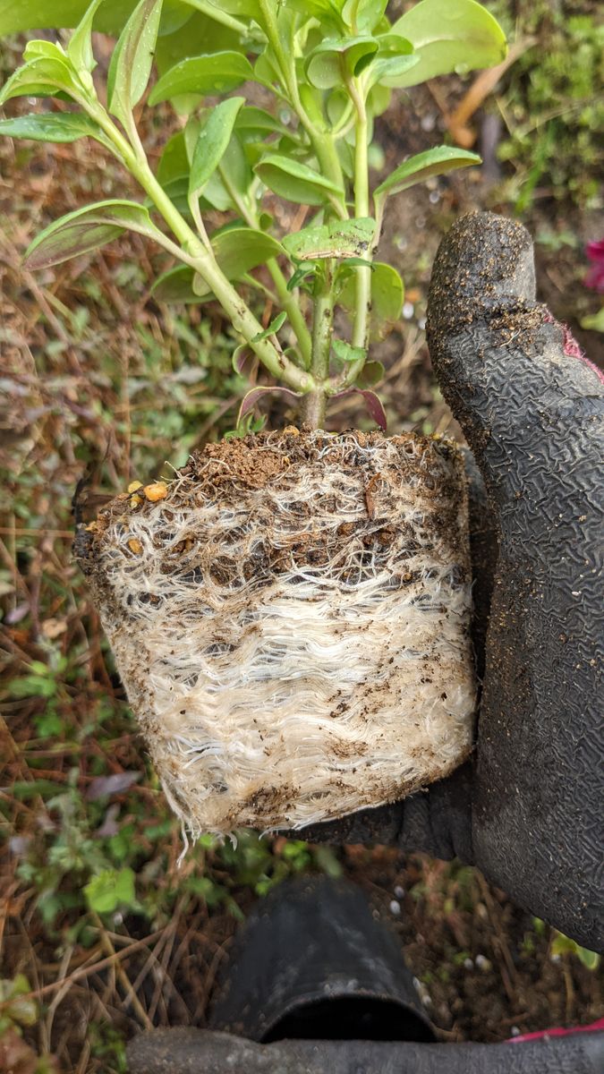 キンギョソウ（高性種）秋蒔き ほったらかしポット苗