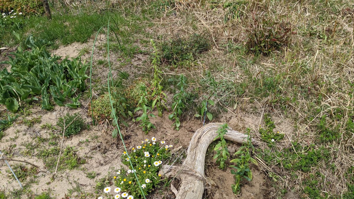 キンギョソウ（高性種）秋蒔き ヒョロヒョロ苗