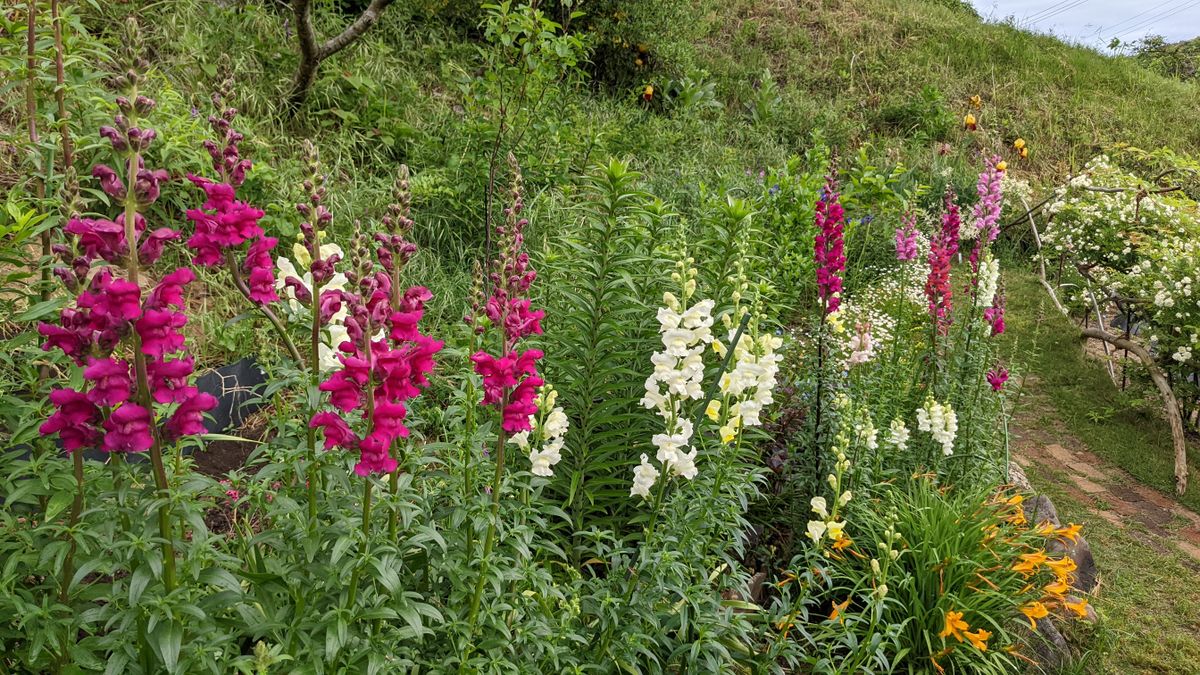 キンギョソウ（高性種）秋蒔き 開花