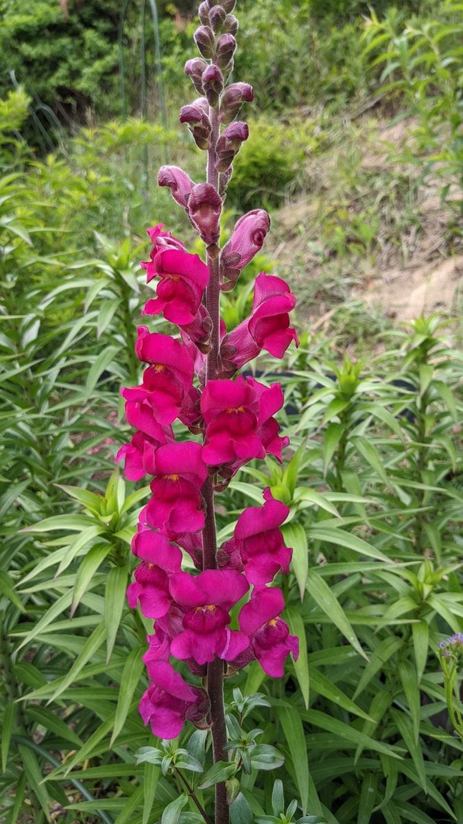 キンギョソウ（高性種）秋蒔き 大人ピンク