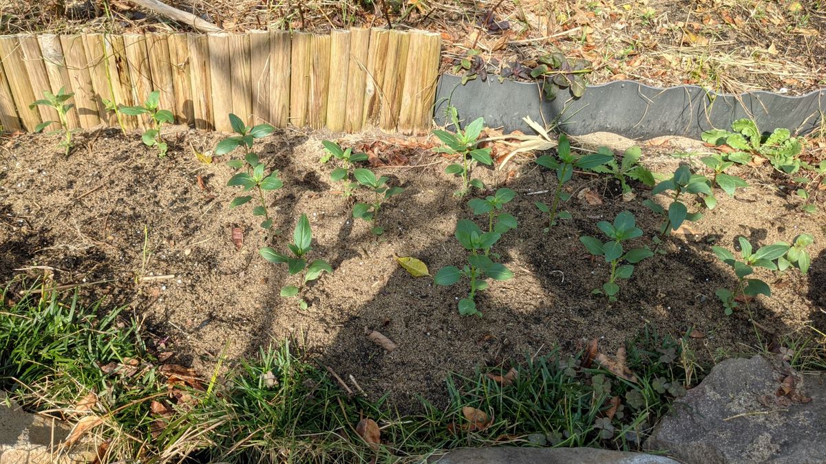 キンギョソウ（高性種）秋蒔き あちこちに定植した苗