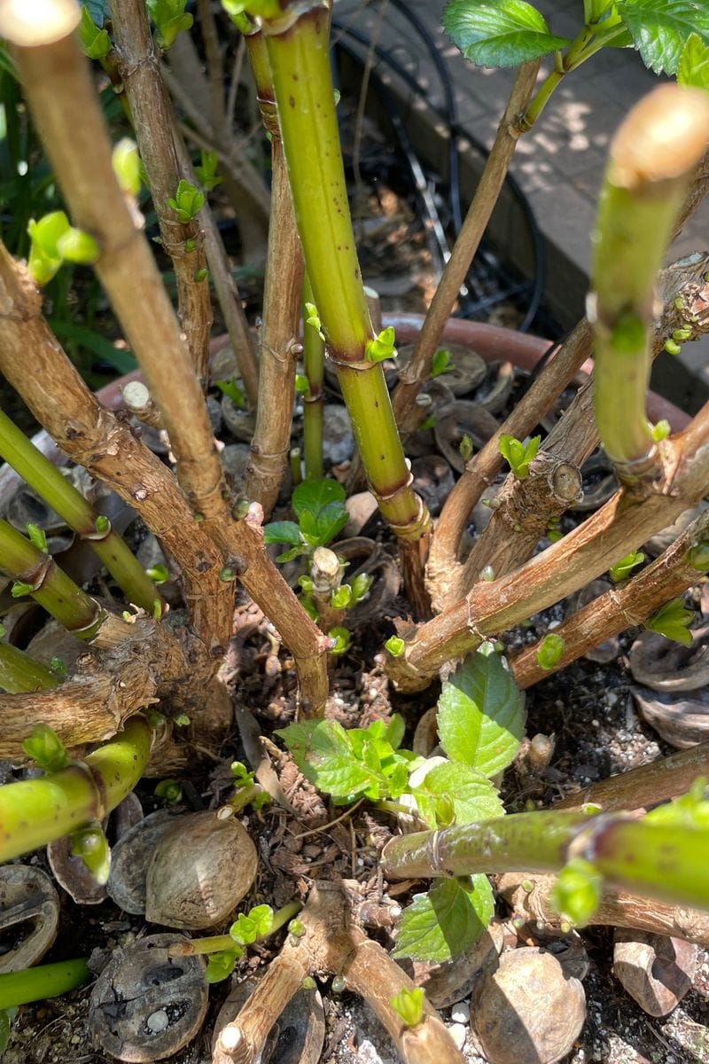 鉢植え紫陽花を強剪定でリセットするチャレンジ 芽が次々と！