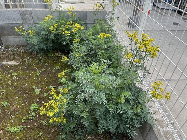 アゲハの幼虫のエサ 満開