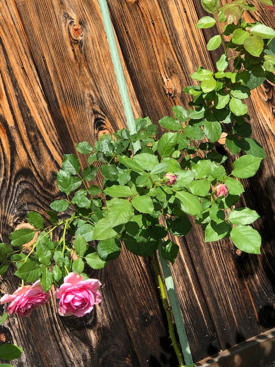 私のスタンダード仕立て 咲きはじめた頭頂花🌸🌸