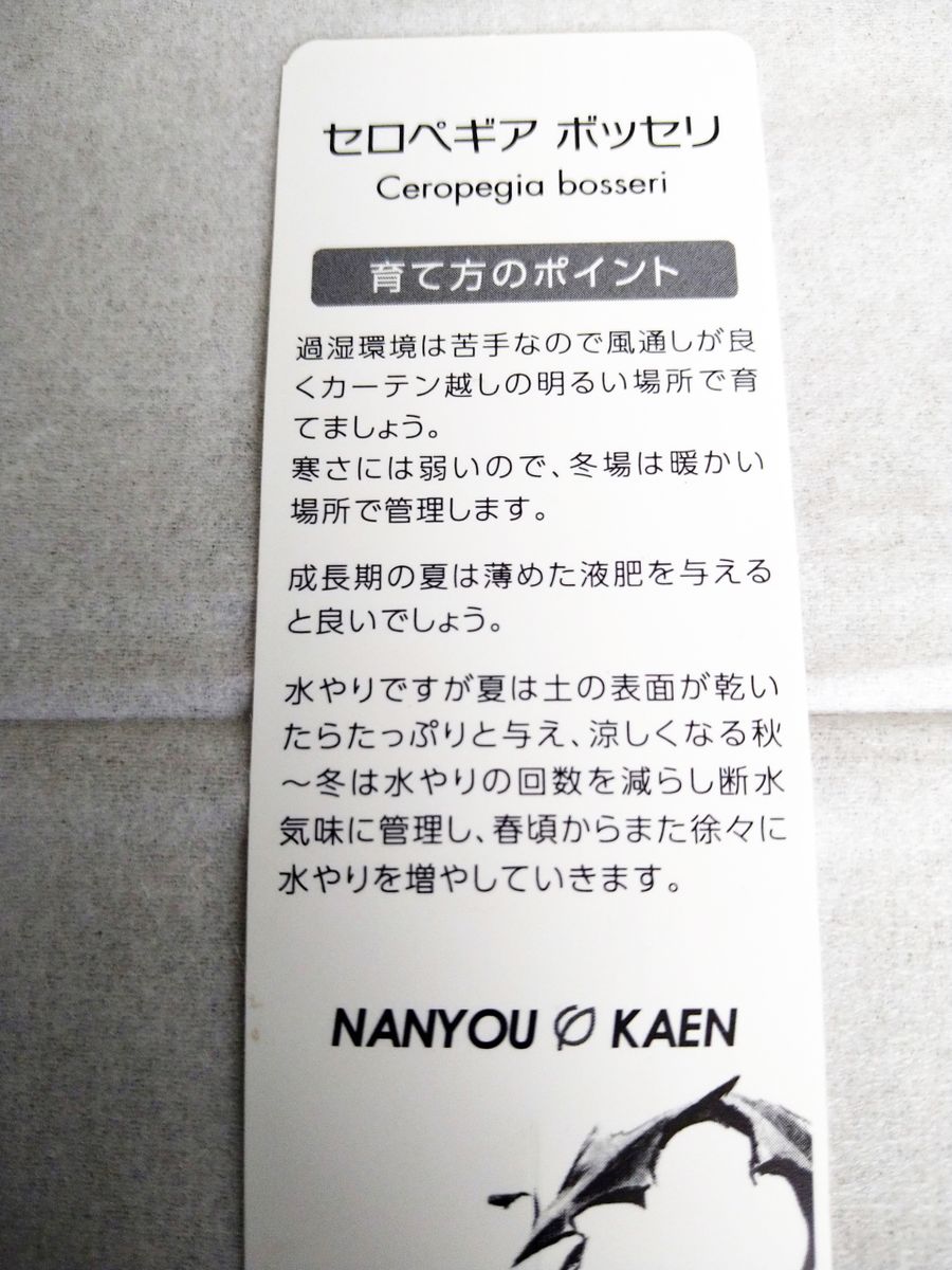 変わった形の多肉植物ボッセリ(終了) 身分証明書