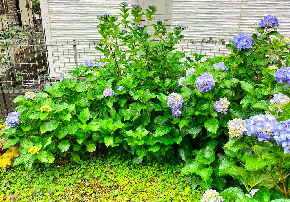 日陰のアジサイを咲かせたい 他の日陰アジサイ