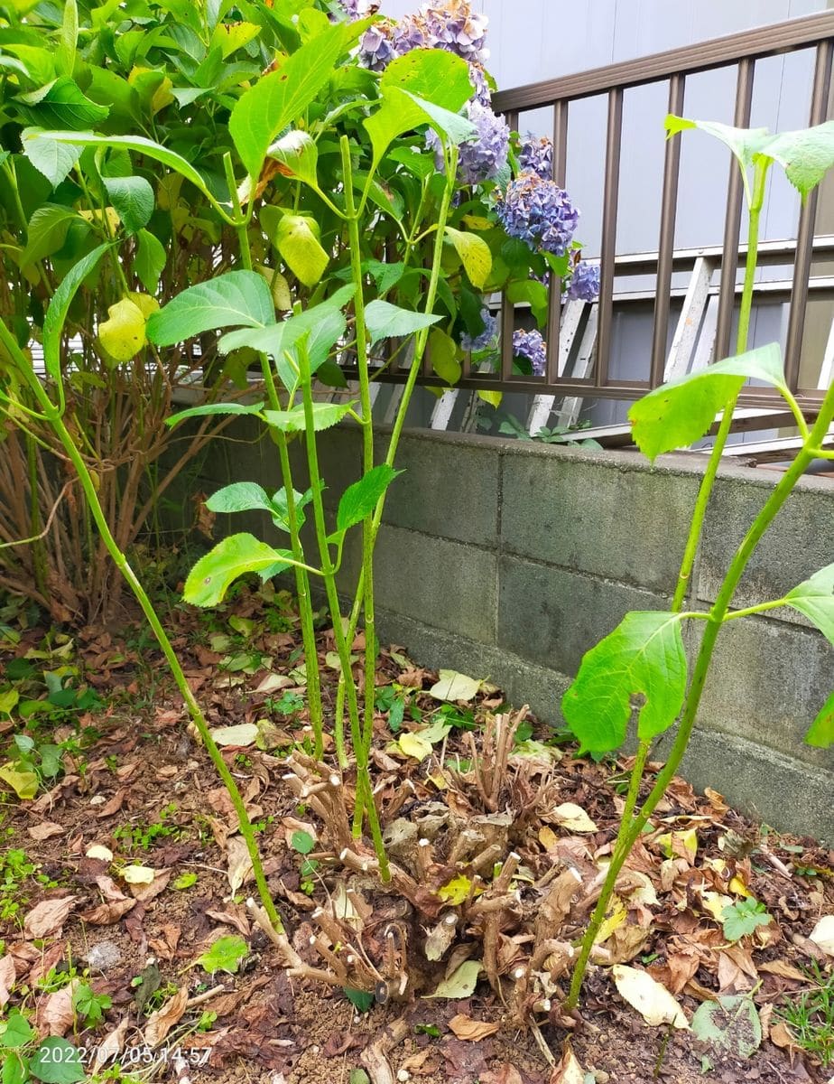 日陰のアジサイを咲かせたい 花後の剪定完了