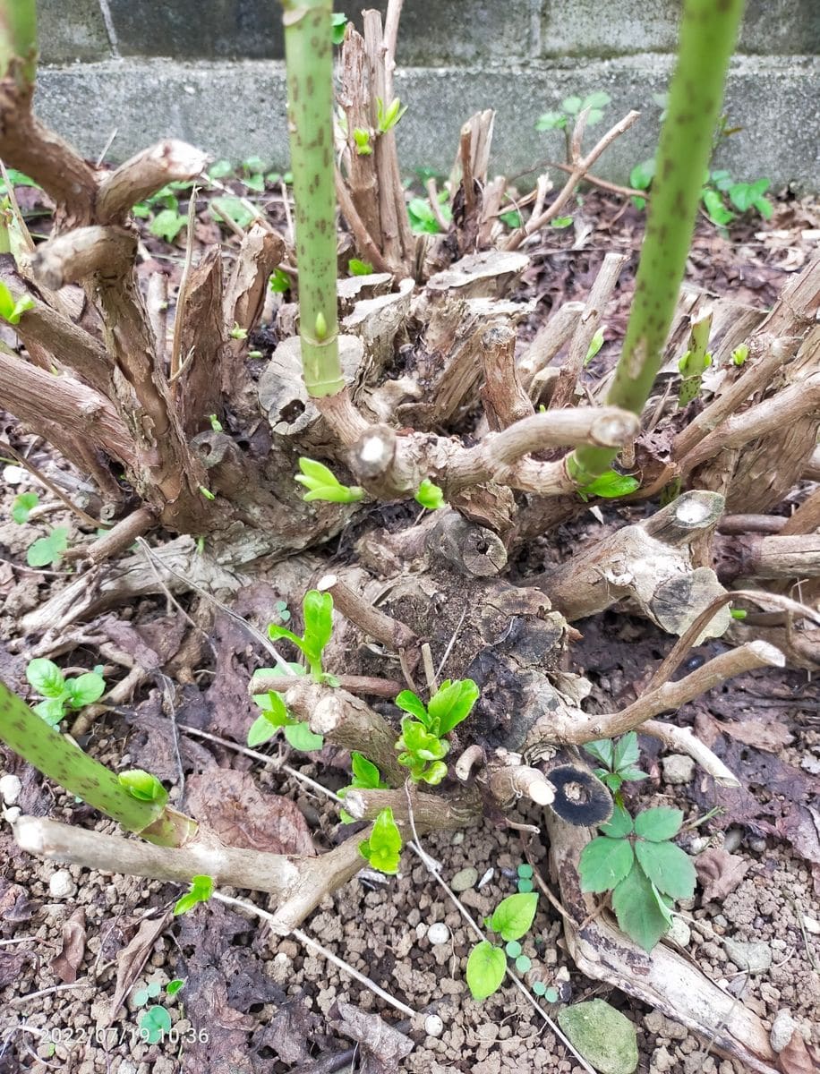 日陰のアジサイを咲かせたい 株元から発芽