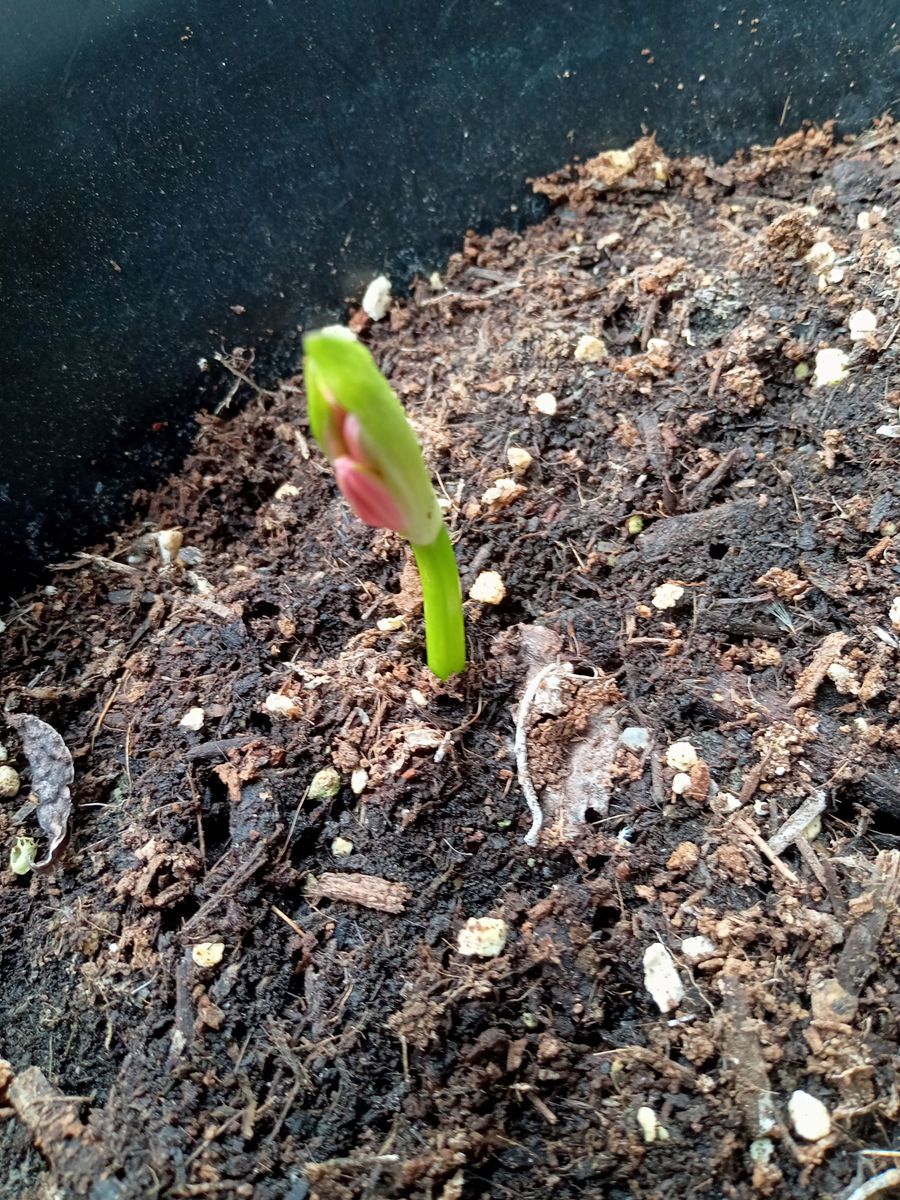 “地獄花”などという不名誉なレッテルを貼られた植物を鉢植えで育ててみる 発芽