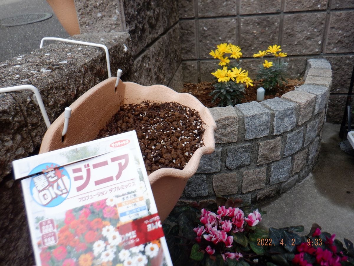 今年も奇跡のジニア・プロフュージョン🌸 種撒き