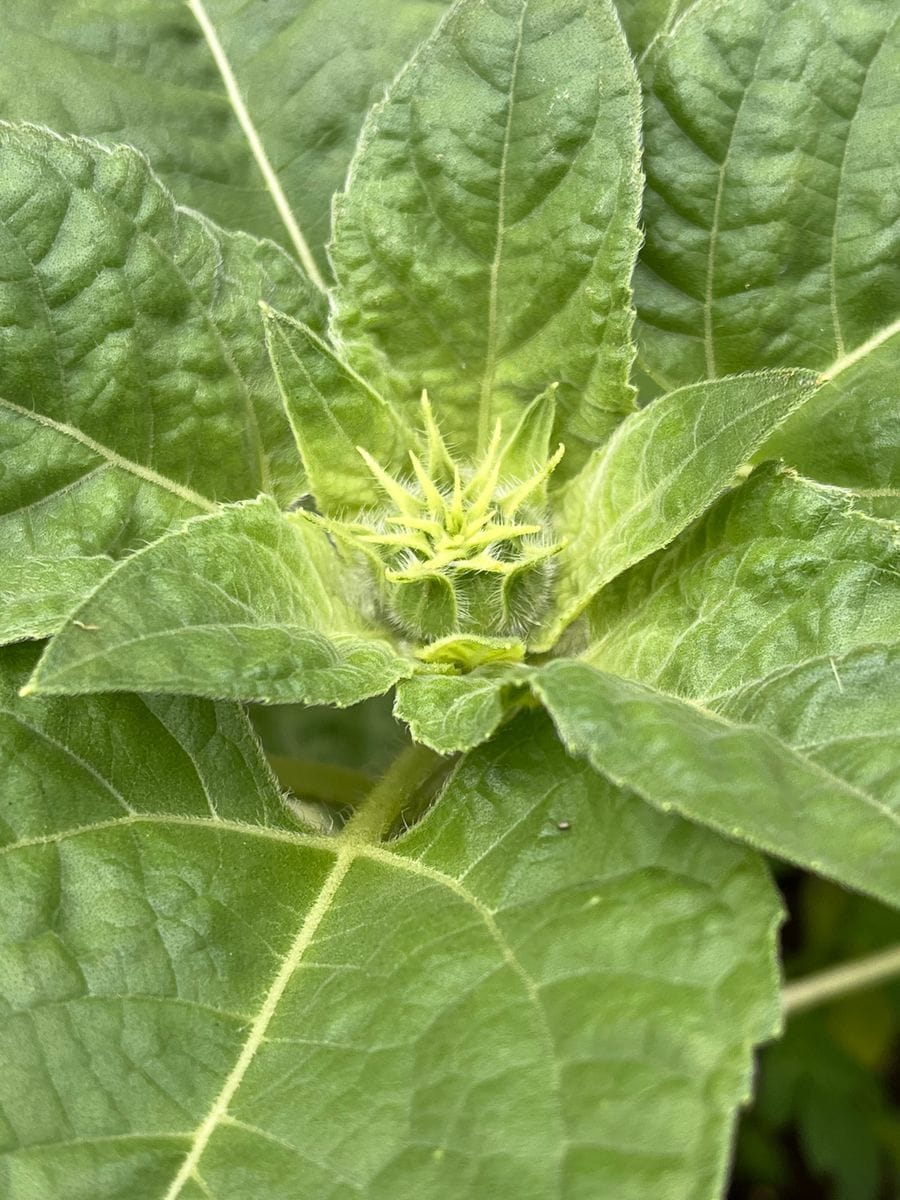 村雨さんとヒマワリを育てたい🌻 8/18 蕾を確認💚