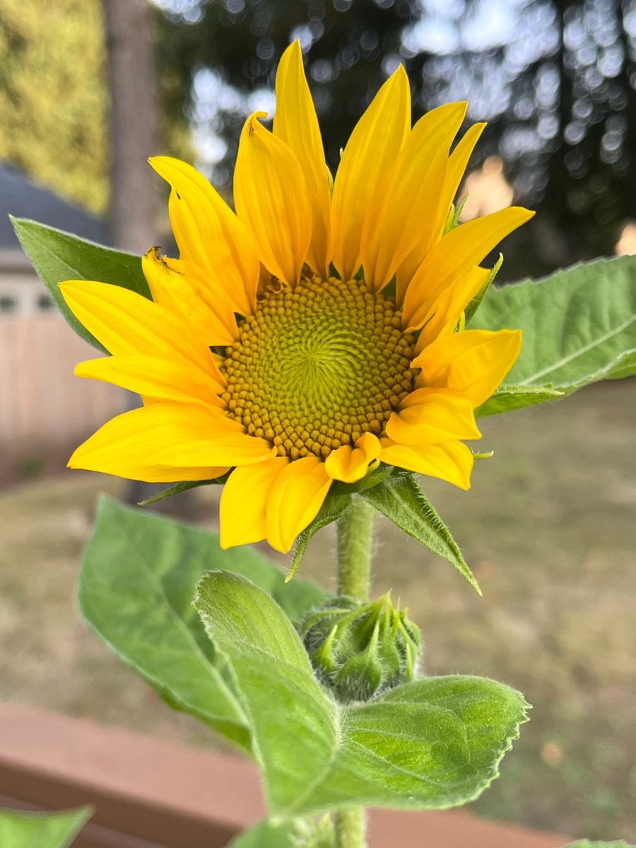 村雨さんとヒマワリを育てたい🌻 9/2   別のプランター組も開花🌻