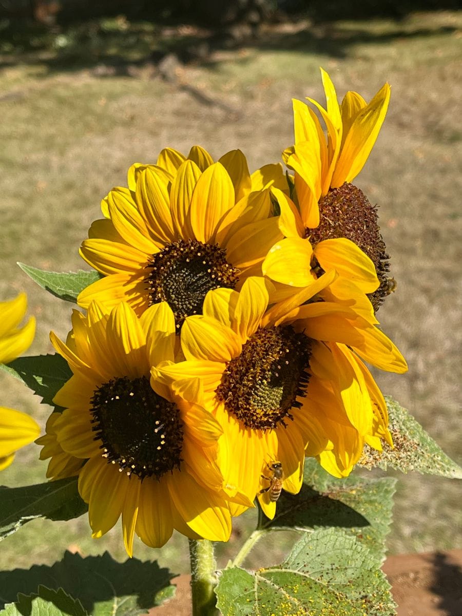 村雨さんとヒマワリを育てたい🌻 9/20 ヒマワリ🌻の房咲き？😅