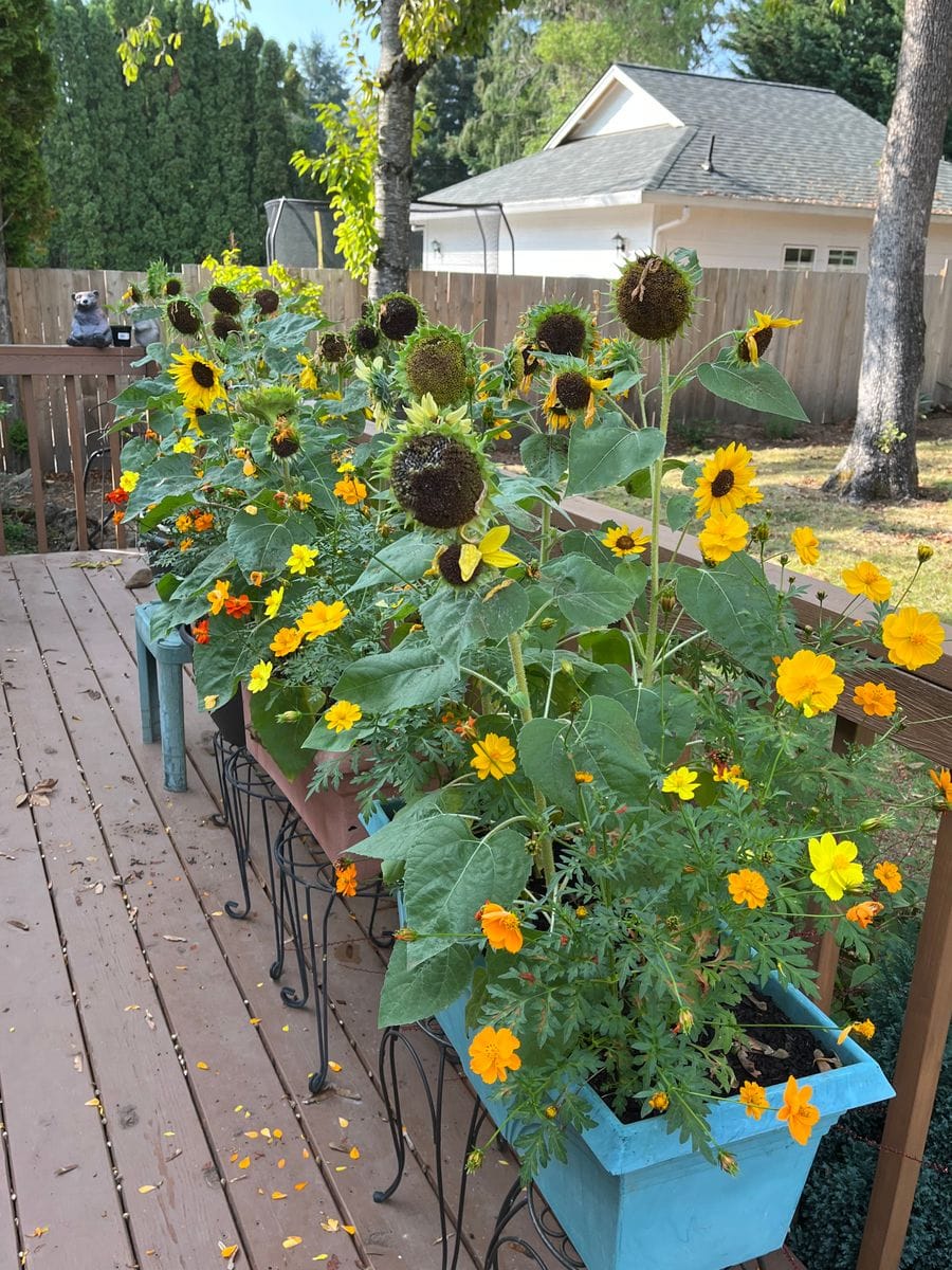 村雨さんとヒマワリを育てたい🌻 10/4 茶色いお顔が笑ってます🌻