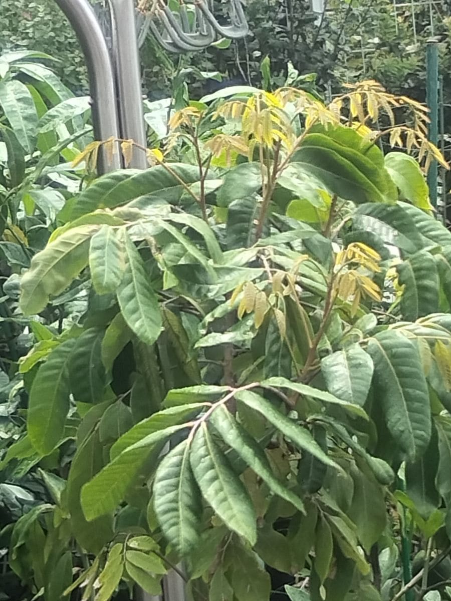 美味しいと言う龍眼を食べたくて♪～  茶色の新芽が緑になりました。