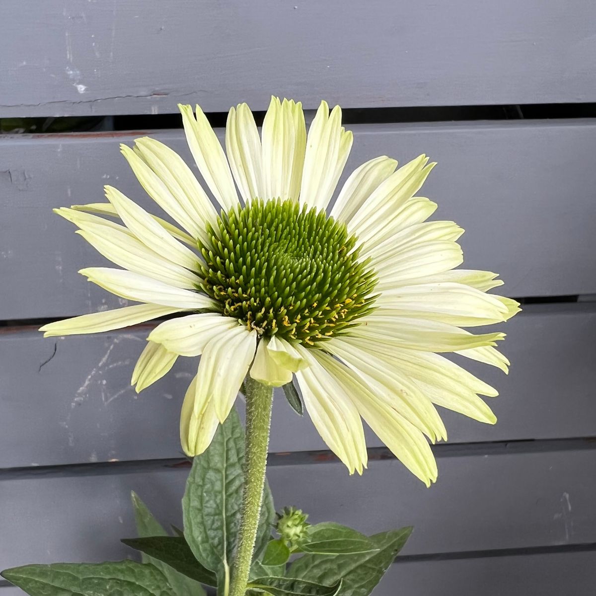 少しお高めの苗だったよ 早く植え替えしてあげないと