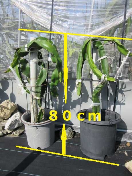 コンパクト仕立てでドラゴンフルーツ(収穫) 背丈は８０ｃｍ