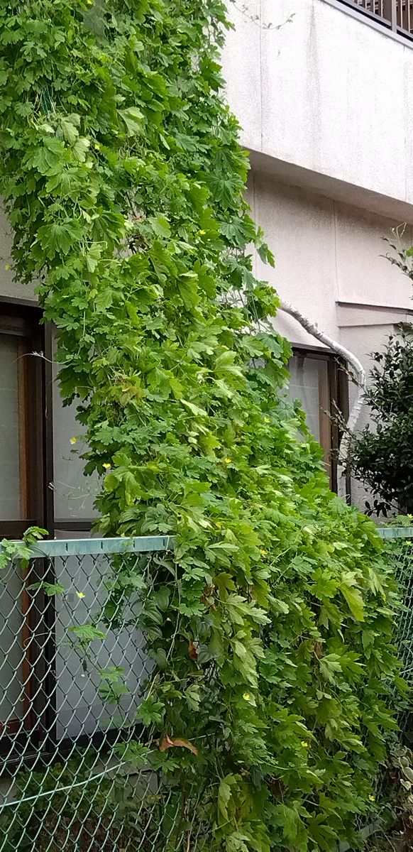 夏はゴーヤ 緑のカーテン 同じく