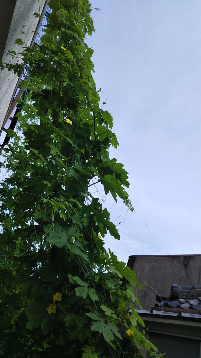 夏はゴーヤ 緑のカーテン 同じく