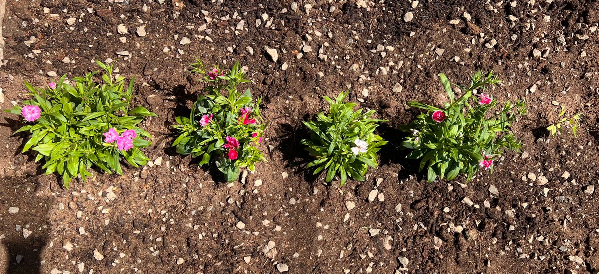 4カラーのなでしこを植えました