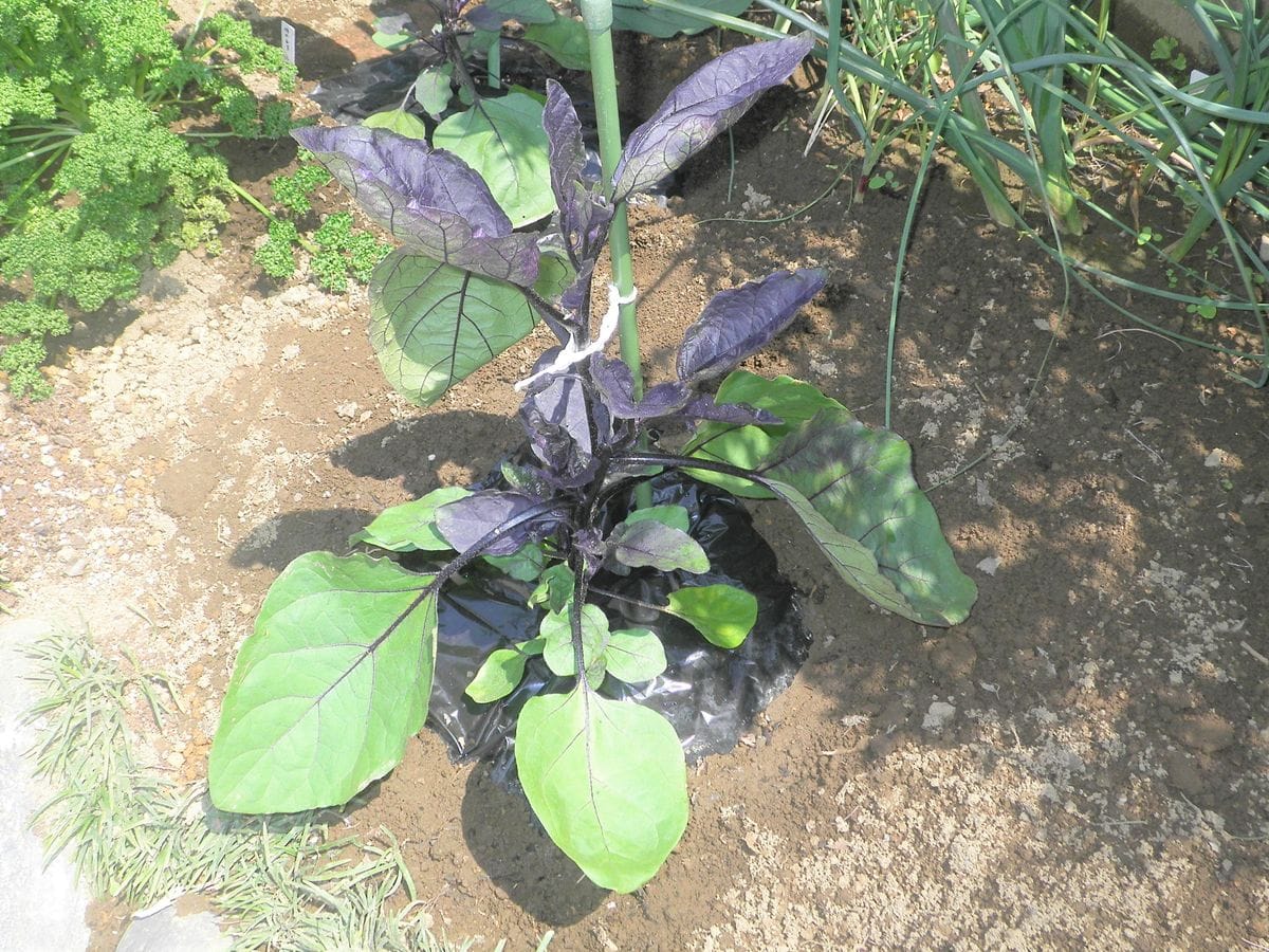 長なす ５月５日　普通ナス地植え