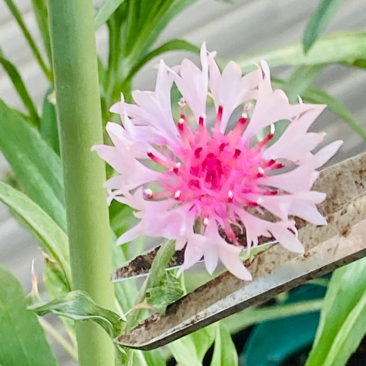 矢車草の夏蒔きに再チャレンジ🎵 摘芯❣️