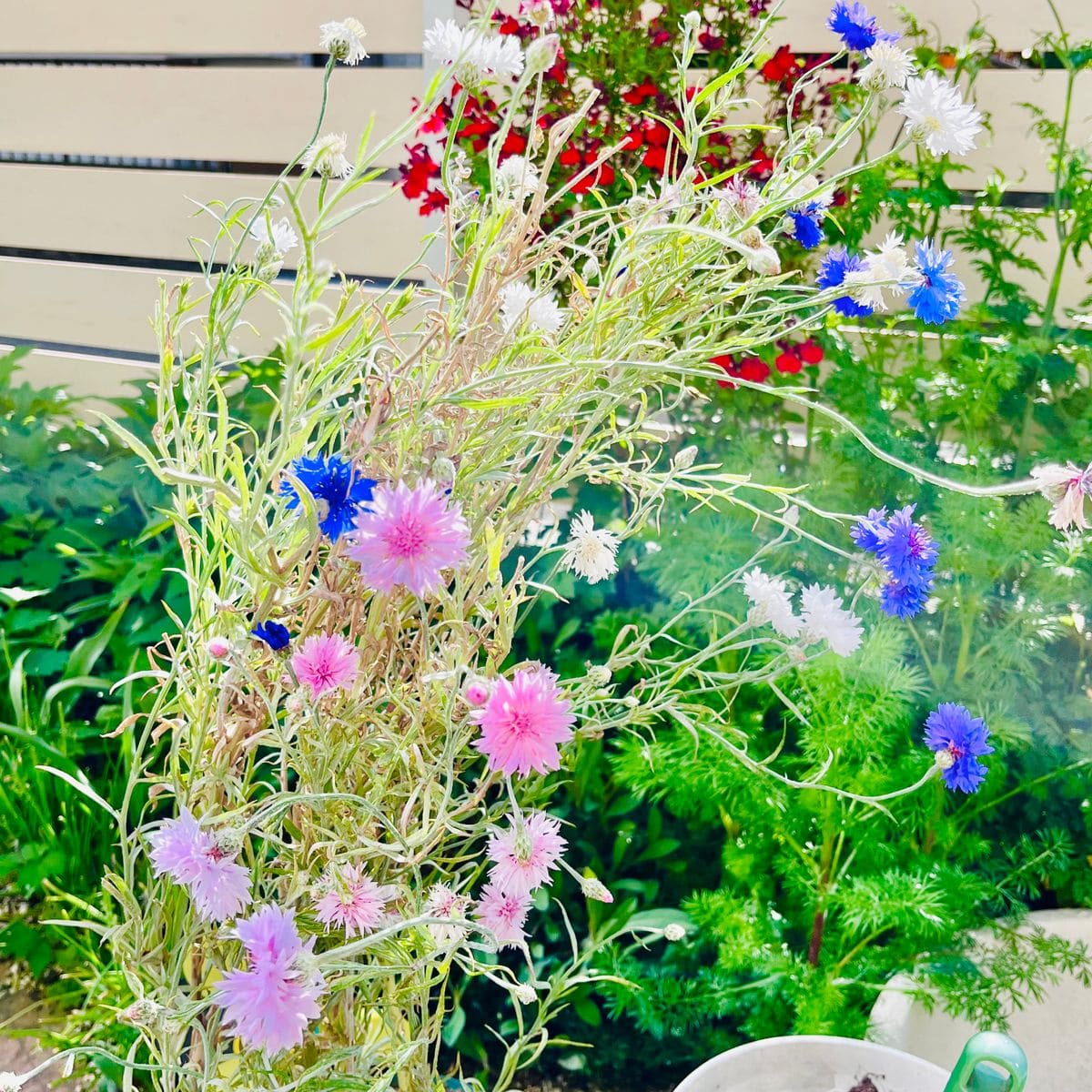 矢車草の夏蒔きに再チャレンジ🎵 素敵な矢車草また来年❣️