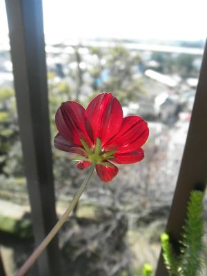 ホッと♪　チョコレート 再び開花・・・。