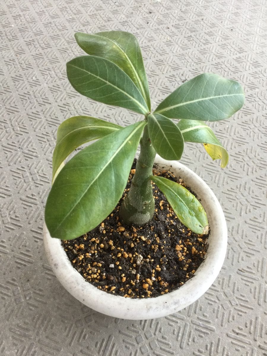 花を咲かせたい。大きく育て。アデニウム。 植え替え後。