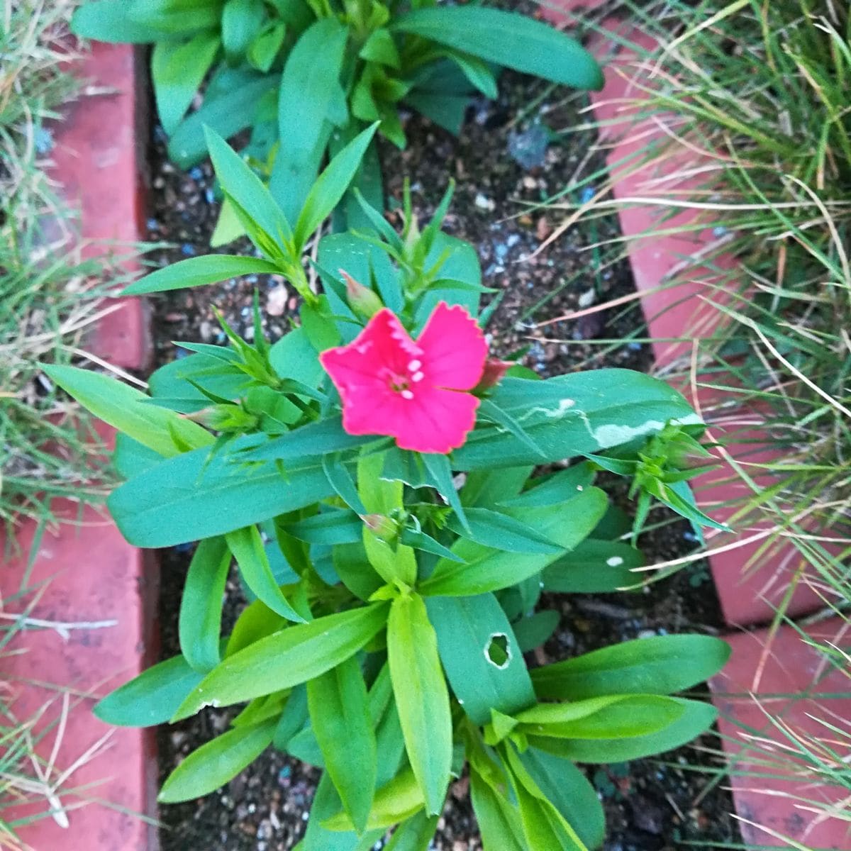 秋にナデシコを 開花