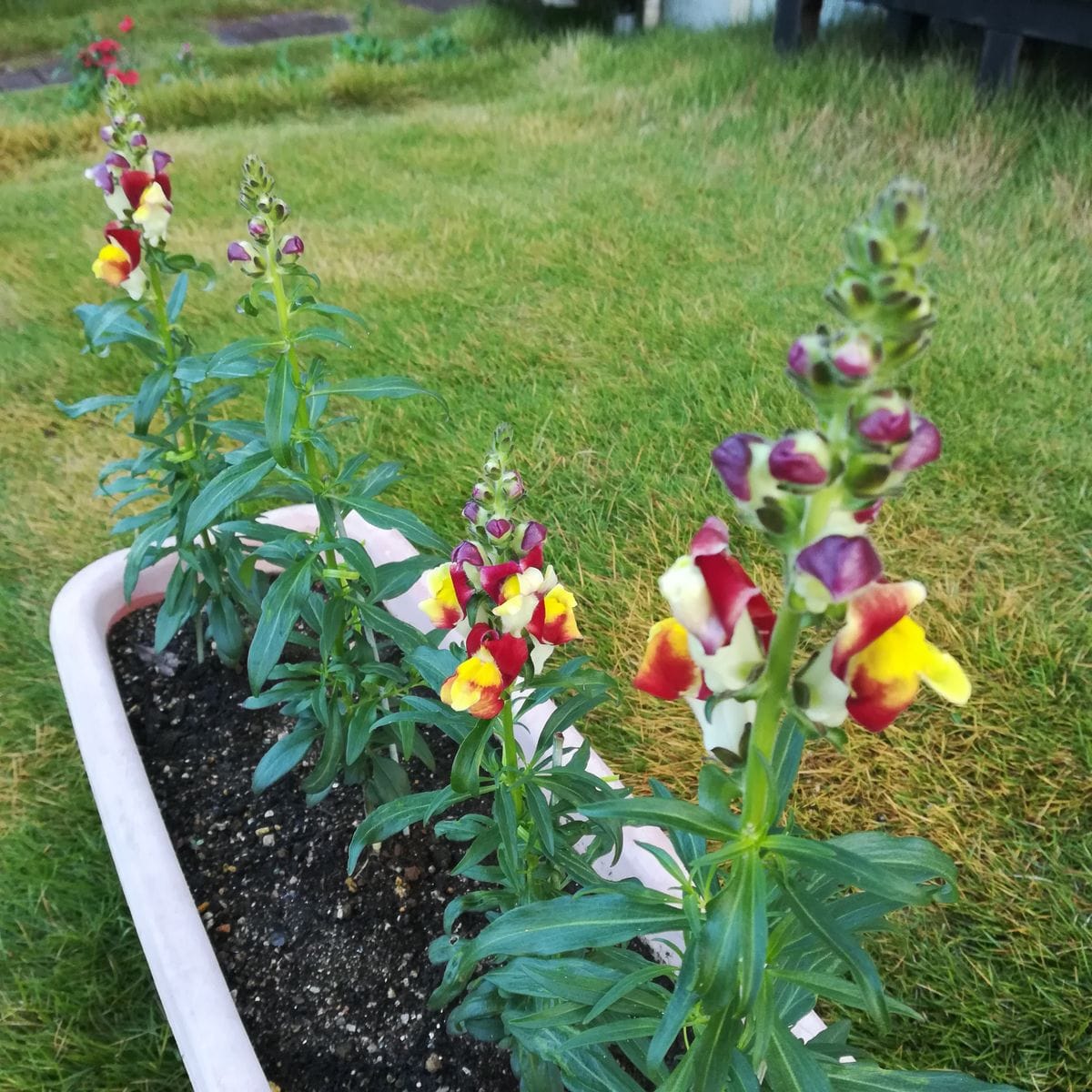 秋に金魚草を 開花