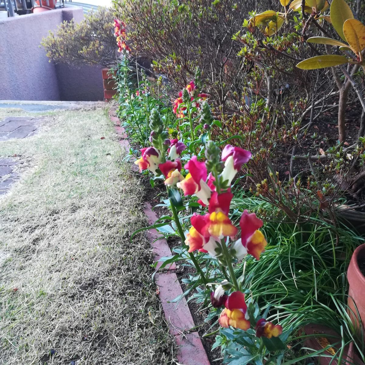 秋に金魚草を 開花開始