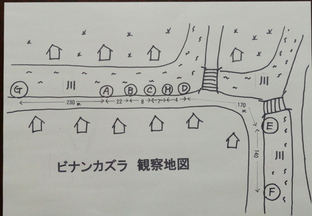 ビナンカズラは　雌雄異株か同株か調査観察記録 観察場所をきめた。