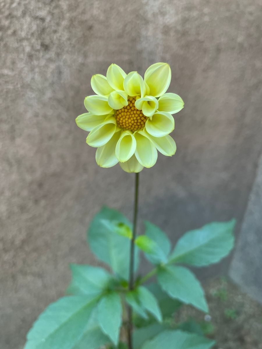 種からポンポンダリア 🍀 11/15 開花しました！