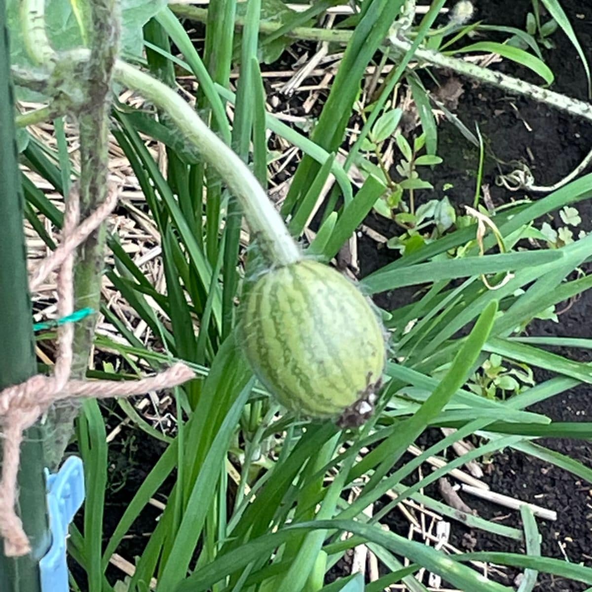 食べたスイカの種を育てる 結実