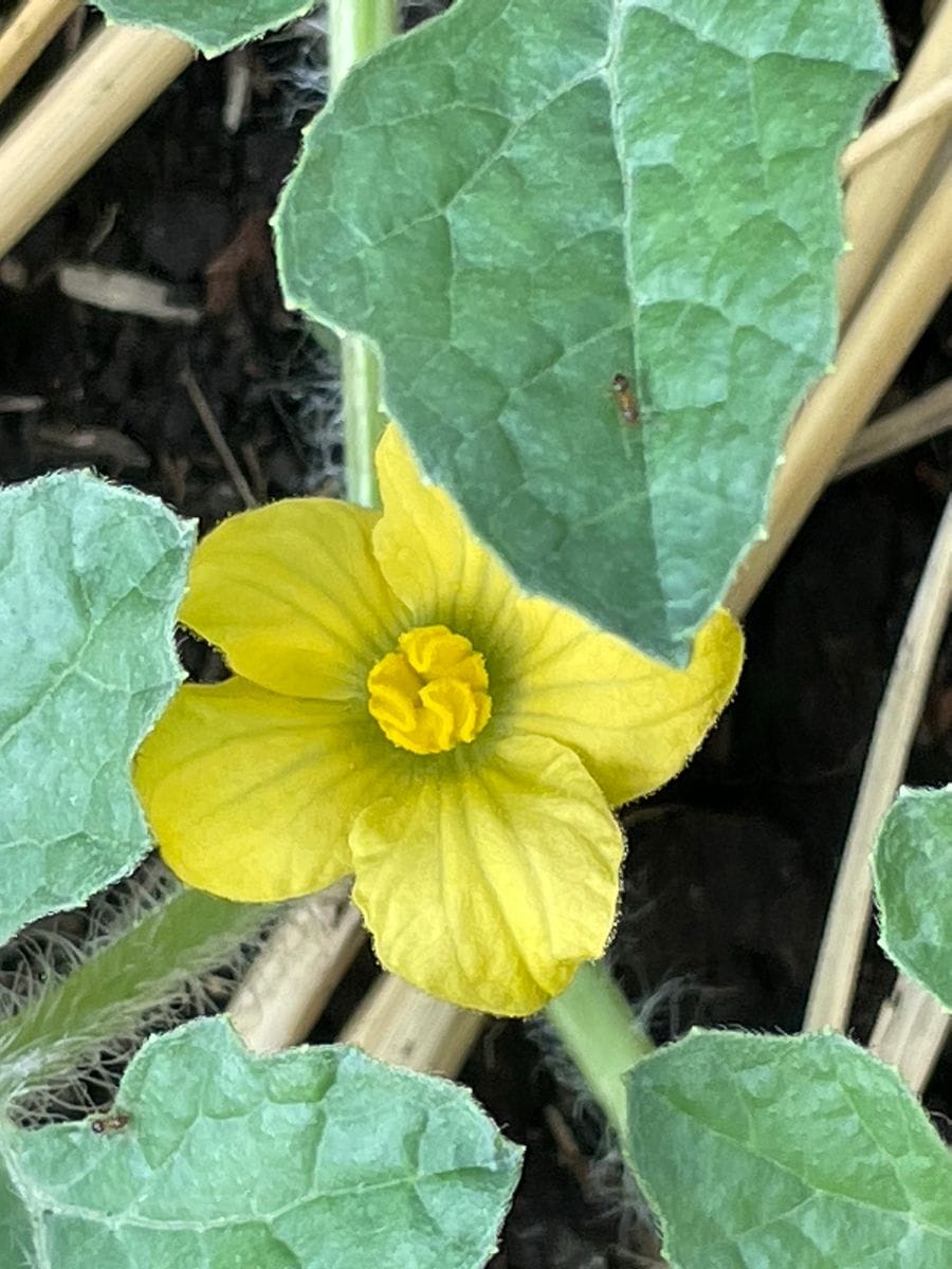 食べたスイカの種を育てる 花が咲いています