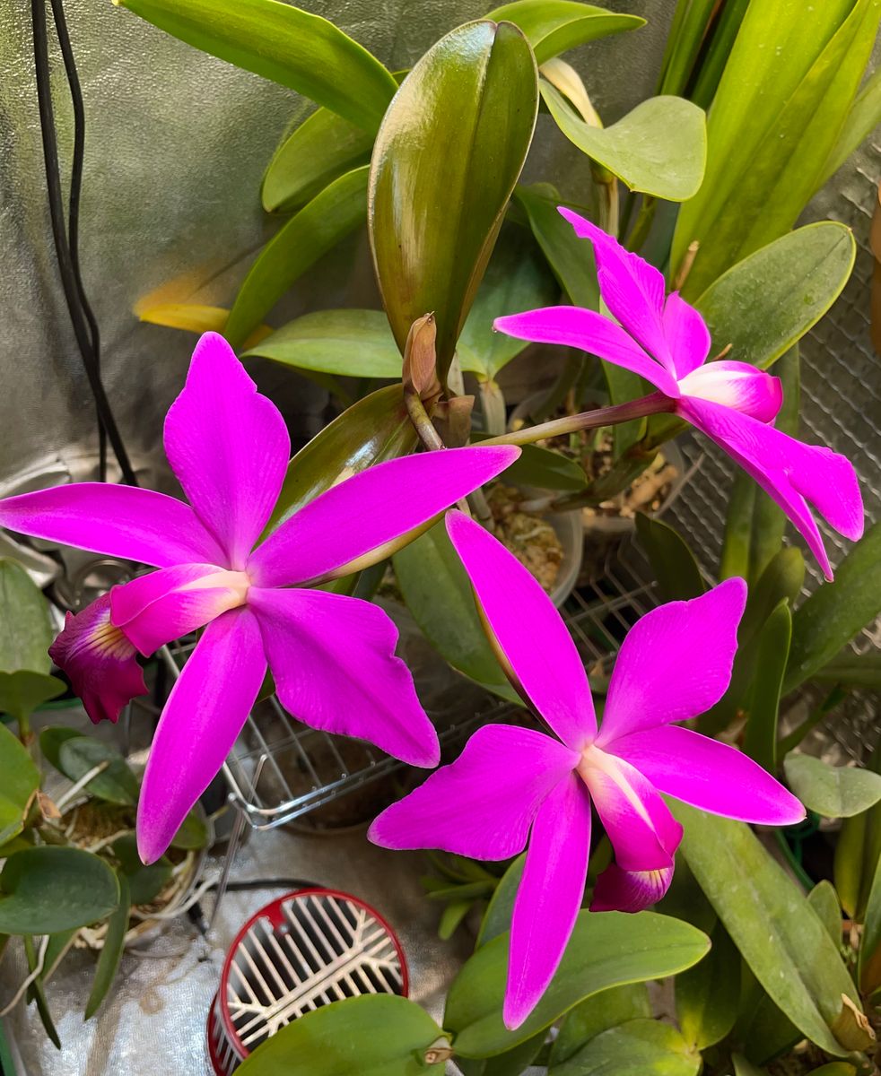 カトレア  ビオラセア(C. violacea)の栽培に挑戦 ２回目の花