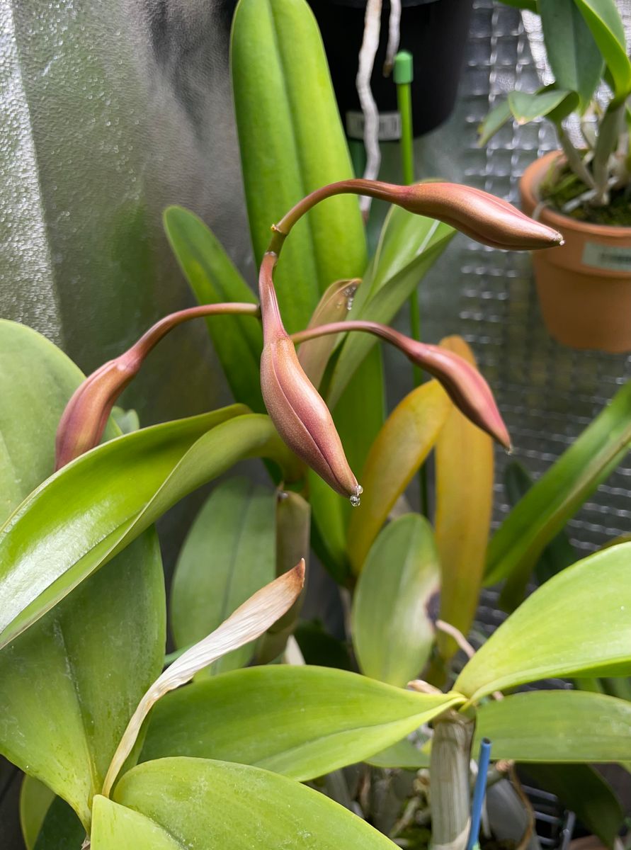 カトレア  ビオラセア(C. violacea)の栽培に挑戦 花芽が大きくなってきました