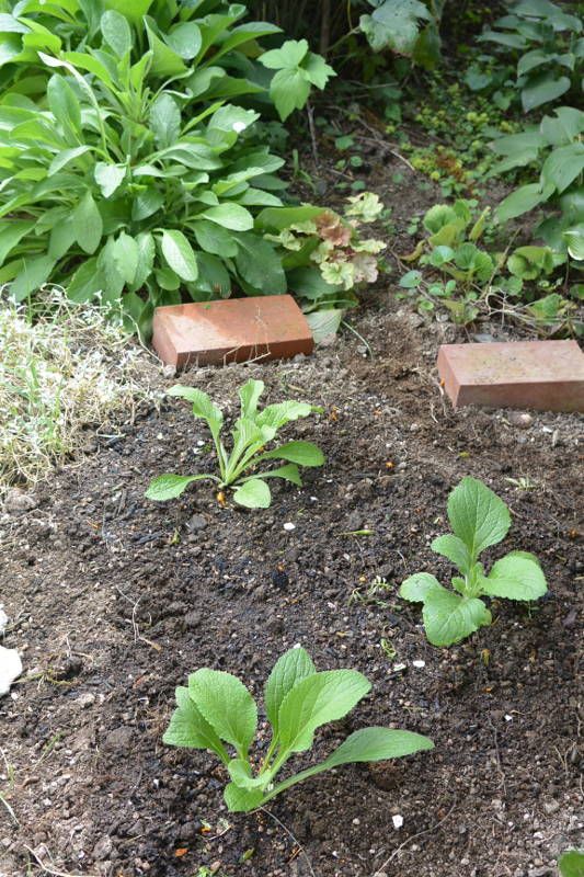 自家採種&挿し芽　ジギタリスを増やしたい 地植えした