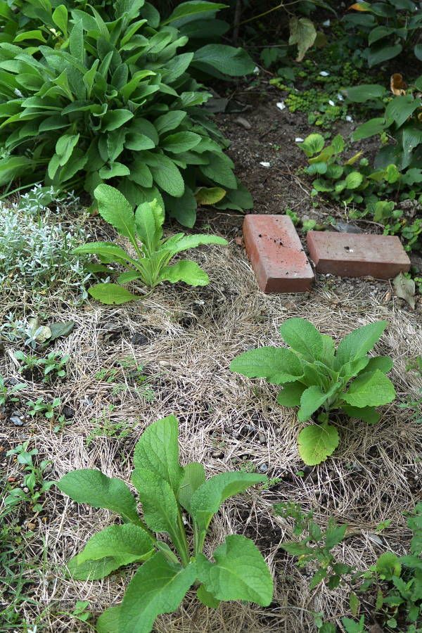 自家採種&挿し芽　ジギタリスを増やしたい 成長中