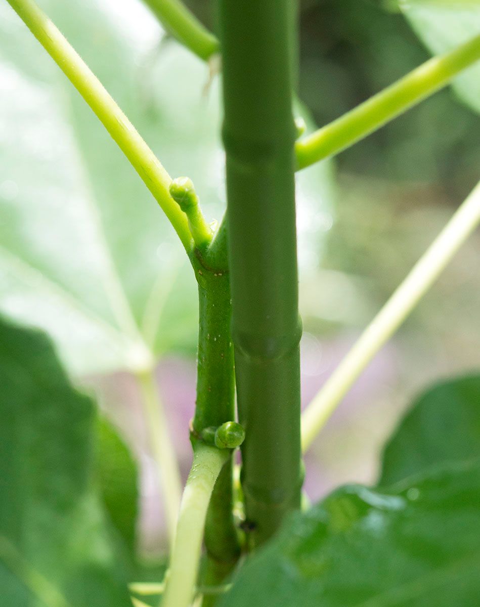 食いしん坊のイチジク栽培 旧枝に付くのが夏果、新枝が秋果