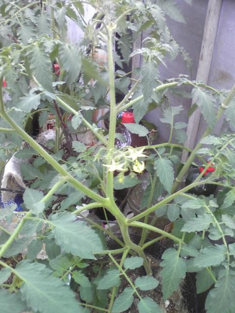 イタリアントマトの栽培開始　開始 花が咲きました。