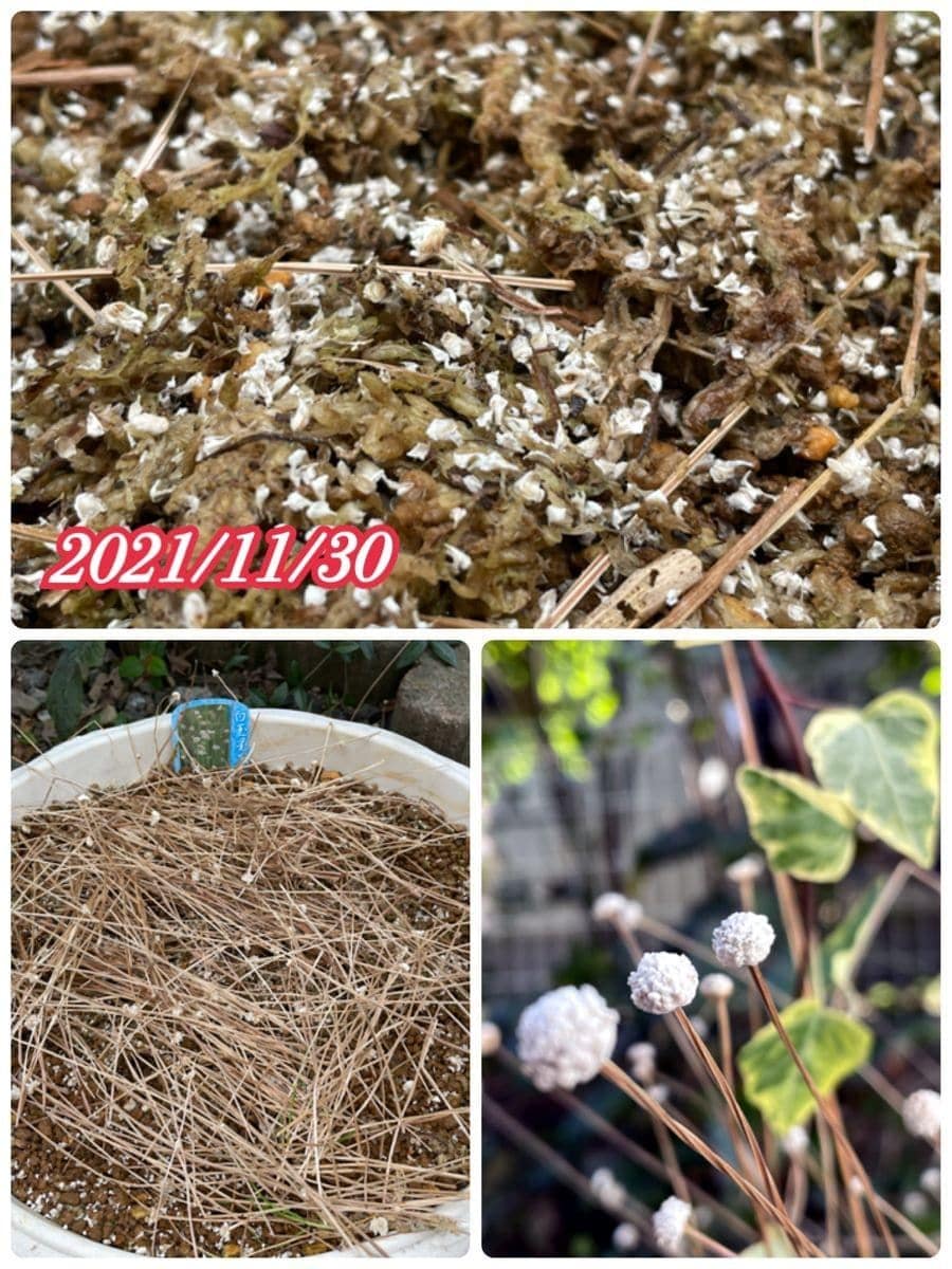 fin：シラタマホシクサ実生で開花を繋げられるか😊 2021年種まき