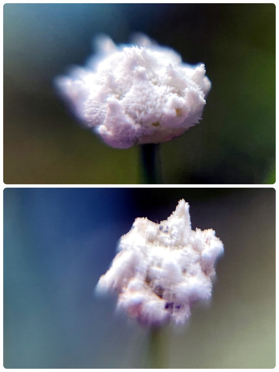 fin：シラタマホシクサ実生で開花を繋げられるか😊 開花