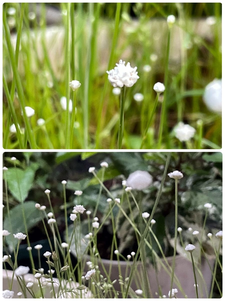 fin：シラタマホシクサ実生で開花を繋げられるか😊 開花中